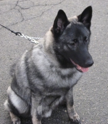 Front side view - A grey with black Norwegian Elkhound is sitting in a street looking to the right with its tongue showing.