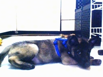 Side view - A grey with black Norwegian Elkhound puppy is wearing a blue harness laying down in a kitchen looking towards the camera.