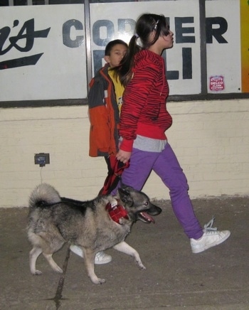 A grey with black Norwegian Elkhound is walking with a girl and a boy on a sidewalk next to a corner deli store.