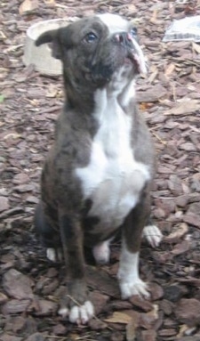 Front view - A blue merle with white Olde Boston Bulldogge is sitting outside on wood chips looking up.