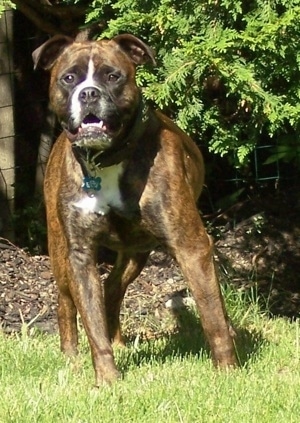 Front view - A wide-chested, brown brindle with white Olde English Bulldogge is standing in grass looking forward. Its mouth is slightly open and its eyes are locked on something straight ahead.