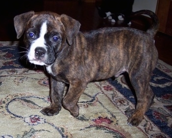 Side view - A brown brindle with white Olde English Bulldogge puppy is walking across a rug and it is looking forward.