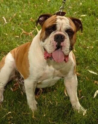 Front view - A wide-chested, muscular, wrinkly, tan and white Olde English Bulldogge is sitting in grass looking forward. Its mouth is open and its big tongue is out.