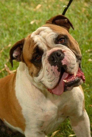 Close up head and upper body shot - A wide-chested, muscular, wrinkly tan with white Olde English Bulldogge is sitting in grass looking forward. Its mouth is open, big tongue is out to the side and its head is tilted to the left.