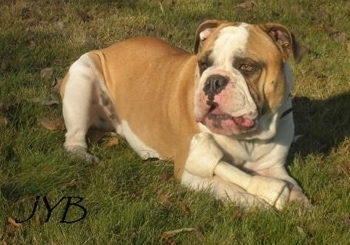 Front side view - A wide-chested, muscular, wrinkly tan with white Olde English Bulldogge is laying outside in grass and it has a large white rawhide bone on top of its front paws. It is looking to the left. The letters - JYB - are overlayed on the bottom left of the image.