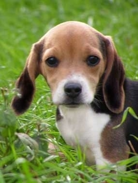 Close up head and upper body shot - A tricolored, drop-eared black with tan and white Pocket Beagle puppy is standing in tall grass looking forward.
