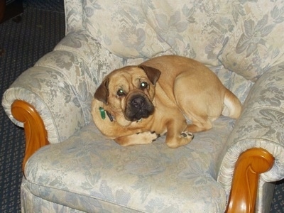 A tan with black Ori Pei is laying curled up in a ball on a tan arm chair.
