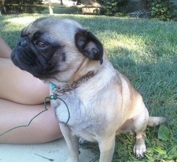 A tan with black Pug is sitting in grass and it is looking to the left. There is a person laying next to it.