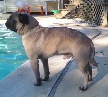 The left side of a tan with black Pug that is standing poolside. It is looking to the left and into the shiny blue water.