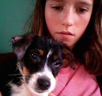 Close up - A black with white and brown Papijack puppy is being held in the arms of a lady in a pink shirt and they both are looking down.