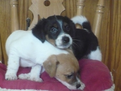 Close up - Two Papijack puppies are standing on a wooden kitchen chair on top of a pink cushion. One is looking forward with its head on the other puppy and the other one is looking down over the edge.