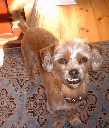 Front side view from above looking down at the dog - A medium-coated, red with tan Pin-Tzu is standing on a light blue patterned throw rug with a hardwood floor behind it looking up. The bottom row of its teeth are showing because of its very large underbite.
