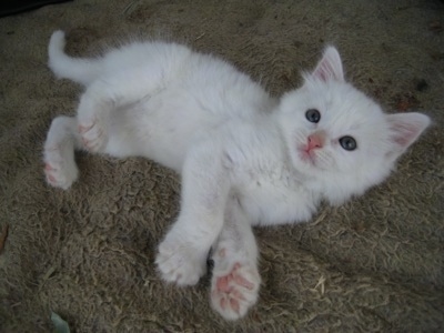 Kung Fu Kitty the Kitten is laying on its side on the carpet and looking at the camera holder