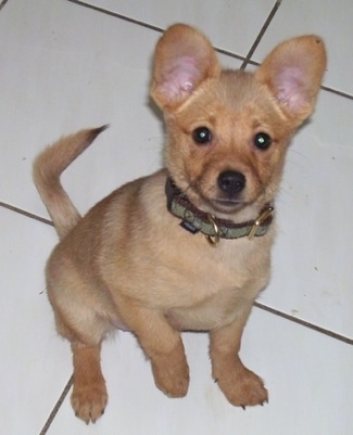 A short-haired red Pomchi puppy is sitting on a white tiled floor and it is looking up.