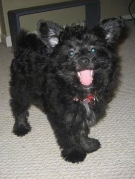 A happy looking black with white Pomapoo puppy is standing on a carpet. It is looking up and its mouth is open.