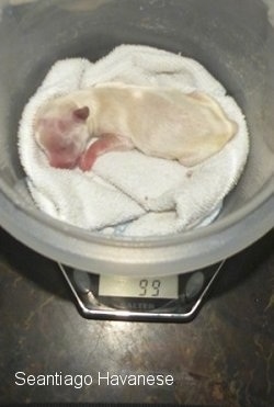 A Preemie puppy is being weighed