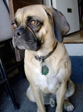 toy puggle