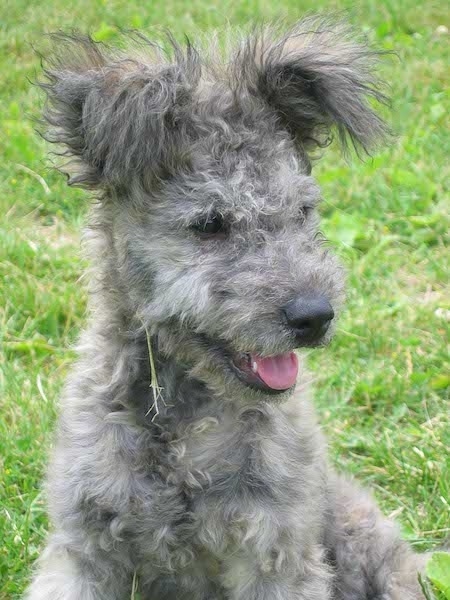 miniature pumi dog