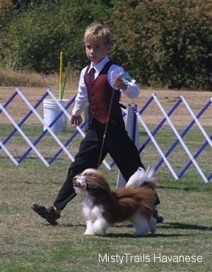 Havanese dog being walked around a dog show by a boy