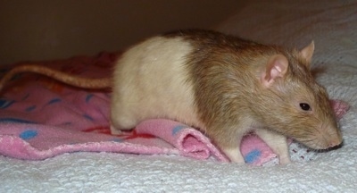 A brown and tan rat is walking across a bed and it is looking to the right.
