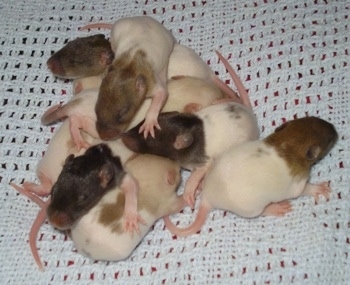 A mischief of rats are laying in a pile on top of a knit blanket.