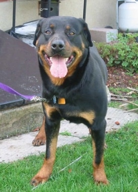 big male rottweiler