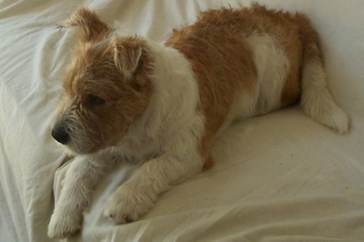 A scruffy looking tan with white Rus-A-Pei puppy is laying across a couch looking to the left.