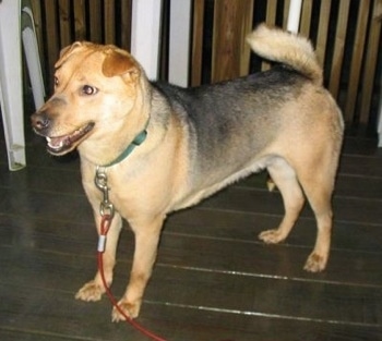 Dog standing on a wooden porch