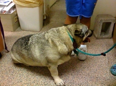 The right side of a tan and black Dog that is sitting in a local SPCA with its tongue out and it is looking at the persons standing behind it.