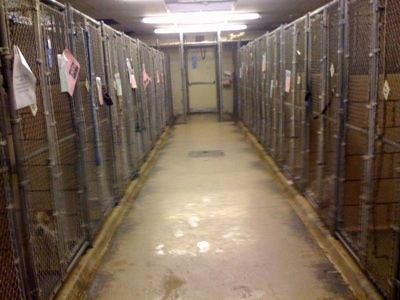 The Halls of the SPCA