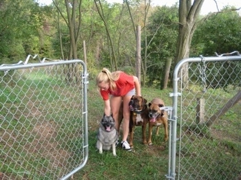 A blonde-haired girl is reaching over to touch the back of a black, grey and white Norwegian Elkhound that is sitting in grass. To the right of her are two Boxers.