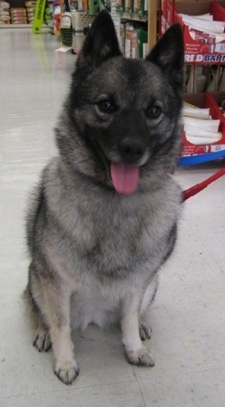 Tia the Norwegian Elkhound sitting on the tiled floor of a department store