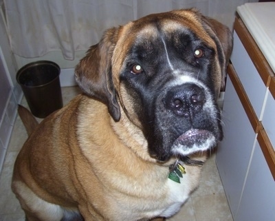 Close up front side view looking down at the dog that is looking up - A shorthaired tan with black and white Saint Bermastiff is sitting on a tan tiled floor in a bathroom in front of a shower and next to a white sink.