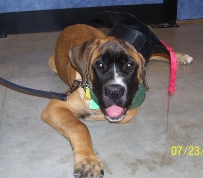 Front view - A brown with black and white Saint Bermastiff is laying on a carpet. Its mouth is open and it looks like it is smiling. It is wearing a graduation cap.