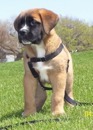 Front view from down low head on at the dog - A brown with black and white Saint Bermastiff puppy is wearing a black harness standing outside in grass on a hill and it is looking to the left.