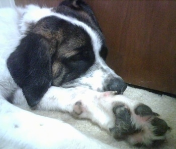 Close up side view - A brown with white and black Saint Bernard is laying down across a carpet and against a wooden door. The dog has very big paws.