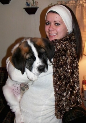 A smiling lady is holding a big brown with white and black Saint Bernard puppy in her hands. The pup's head looks the same size as the human's head.