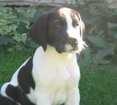 Close up front side view - A black and white Saint Dane puppy is sitting in grass and it is looking to the right. The sun is shining on the dog's face.