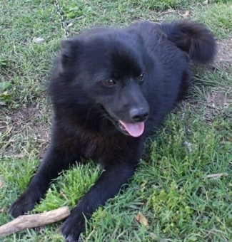 A perk eared, black Schip-A-Pom is laying across grass and it is lookign to the right. Its mouth is open and tongue is out. There is a stick in between its front paws.