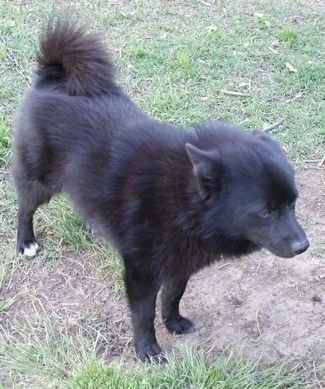A small, perk eared, black with white Schip-A-Pom is standing in patchy grass and it is looking to the right.