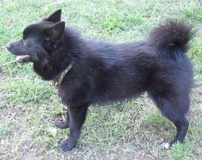Left Profile - A black with white Schip-A-Pom dog is standing in grass and it is looking to the left. Its mouth is open and its tongue is out. Its tail is curled up over its back.
