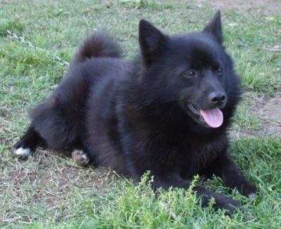 Front side view - a black perk eared Schip-A-Pom is laying across a yard, it is looking to the right and it is panting.