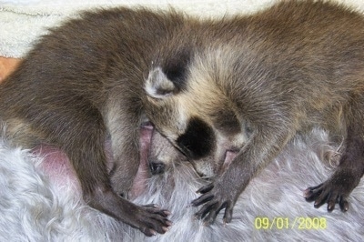 Two baby raccoons nursing from a dog
