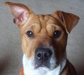 Close up head shot - A fawn-colored Sharbo dog is sitting on a carpet and it is looking forward. Its right ear is flopped over and its left ear is standing up. It has extra skin and wrintles on its head.