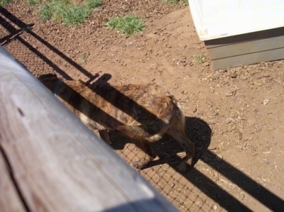 The back left side of a brown brindle Labrador mix that is walking across a dirt surface.