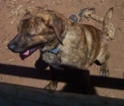 Rondo the dog sitting in dirt in front of a dog toy