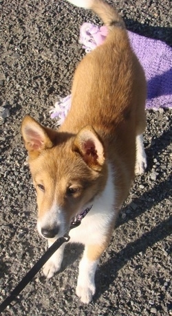 Topdown view of a tan and white Sheltie Inu puppy that is standing on sand and it is looking forward. There is a purple scarf behind it.