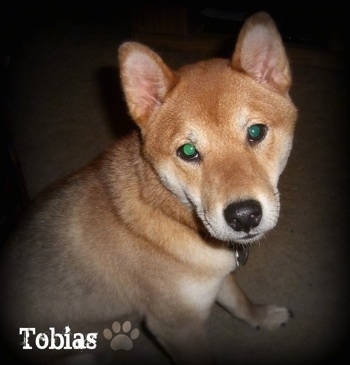 Close up side view - The front right side of a red sesame Shiba Inu that is sitting on a carpet, it is looking up and its head is tilted to the left.