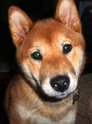 55+ Shiba Inu Head Tilt