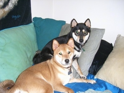 purebred shiba inu for sale